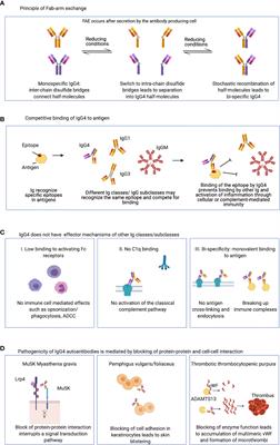 IgG4 Autoantibodies in Organ-Specific Autoimmunopathies: Reviewing Class Switching, Antibody-Producing Cells, and Specific Immunotherapies